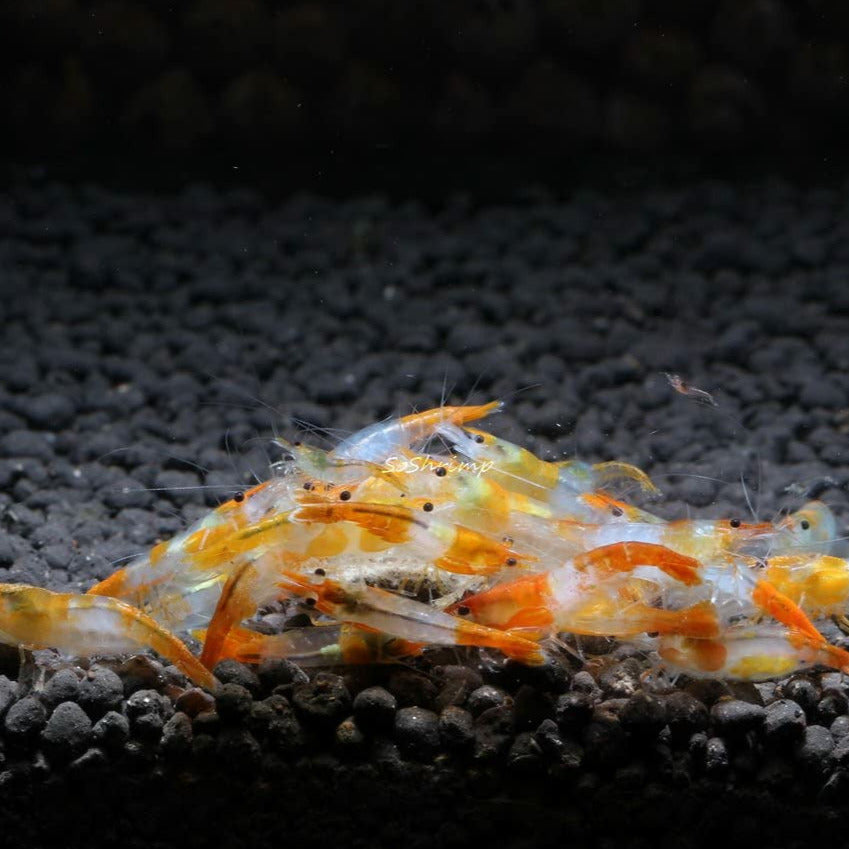 Orange Rilli Shrimp - Best4Pets