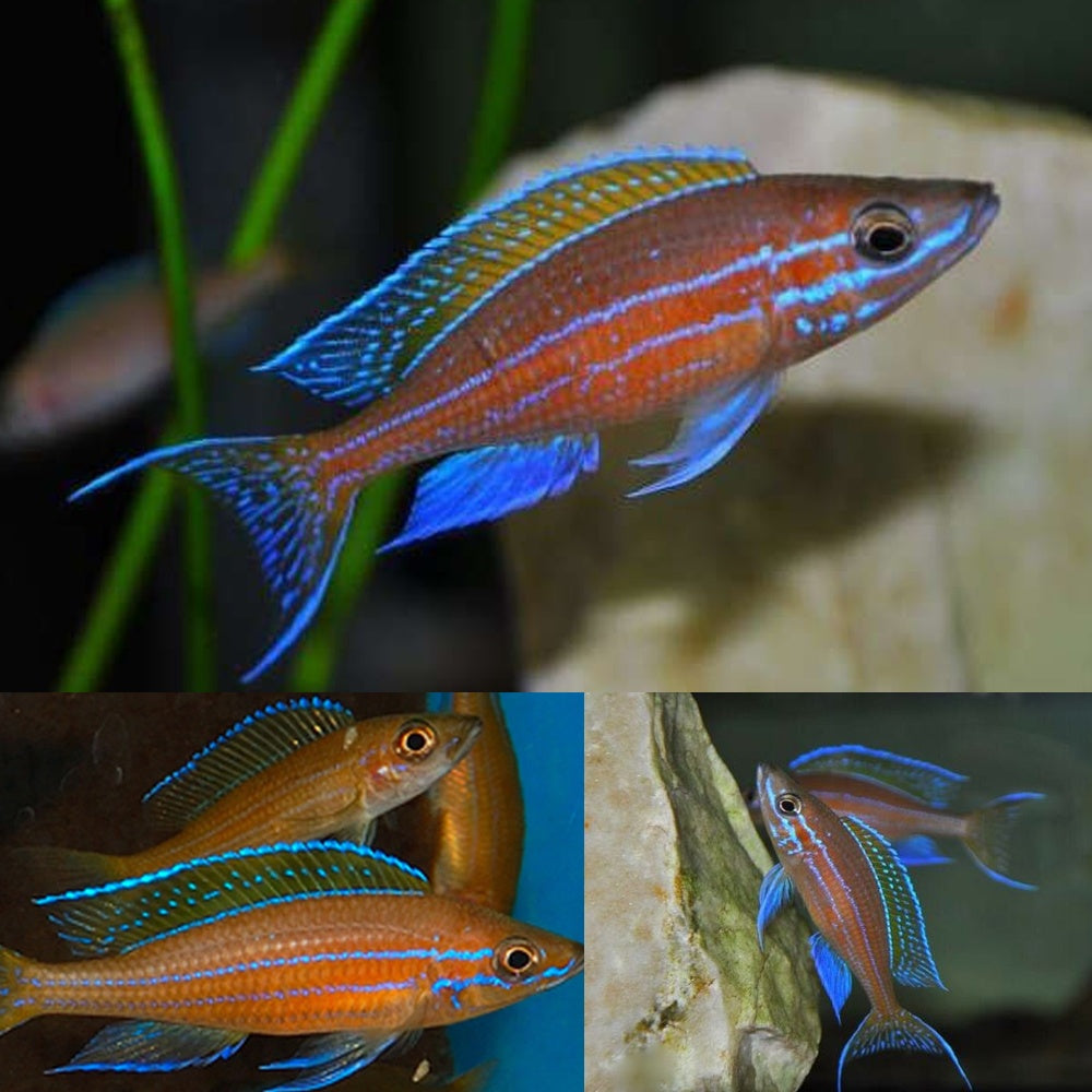 Blue Neon Herring Cichlid 4cm