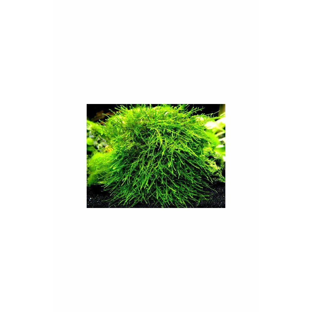 Taxiphyllum SP Peacock moss TC