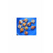 Pearlscale Goldfish 4
