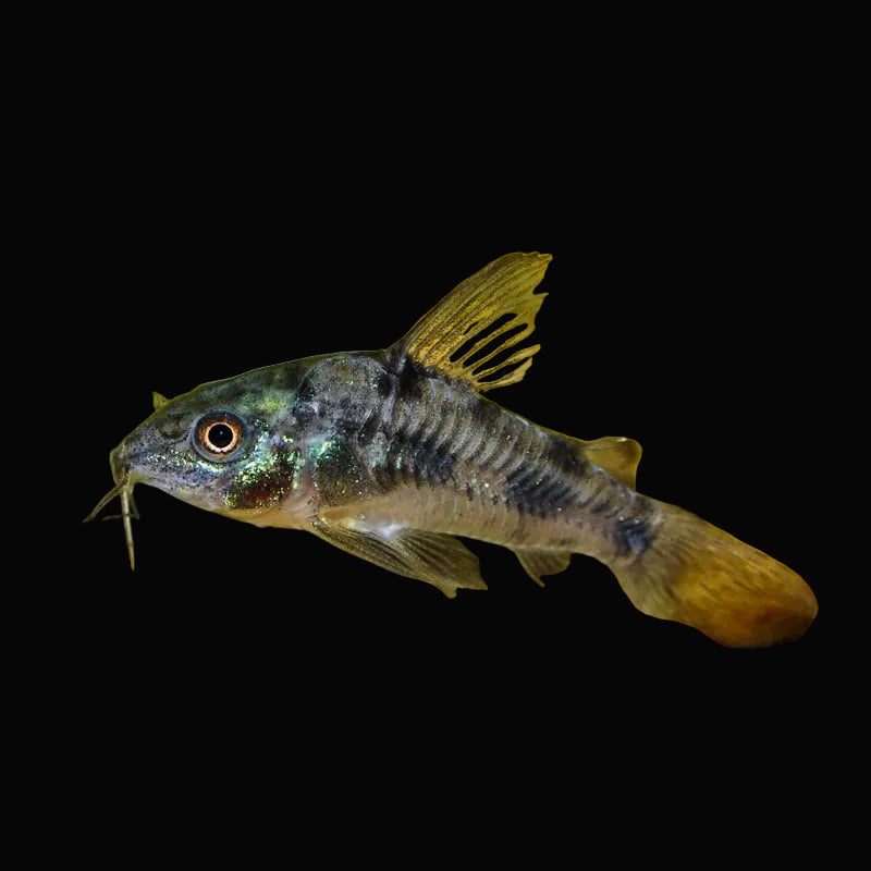 Peppered Cory (Pair)