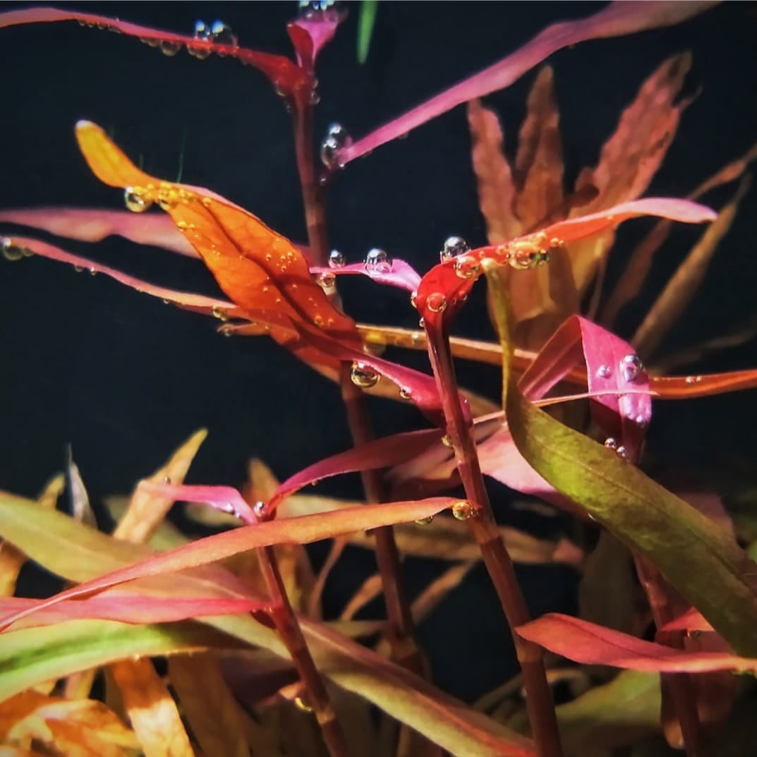 Polygonum sp. "Pink"