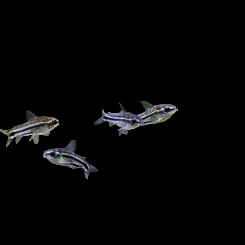 Pygmy Cory