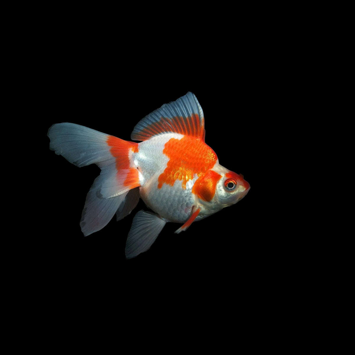 Red White Ryukin (Import)