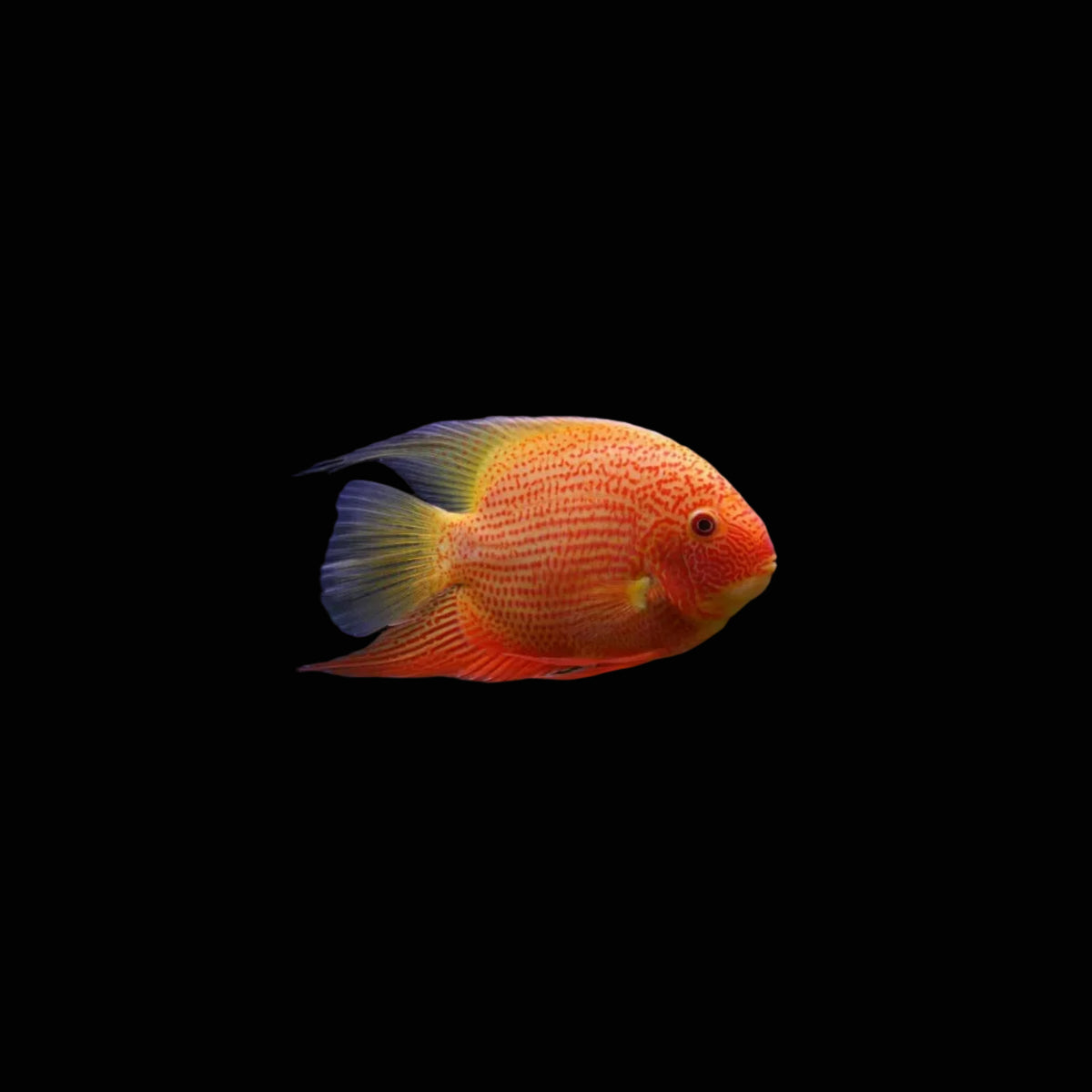 Red Spotted severum Cichlid