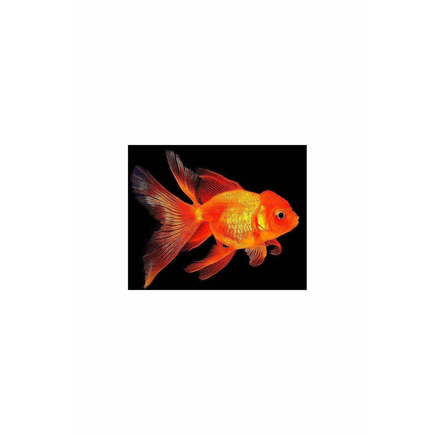 Oranda Goldfish Medium Large