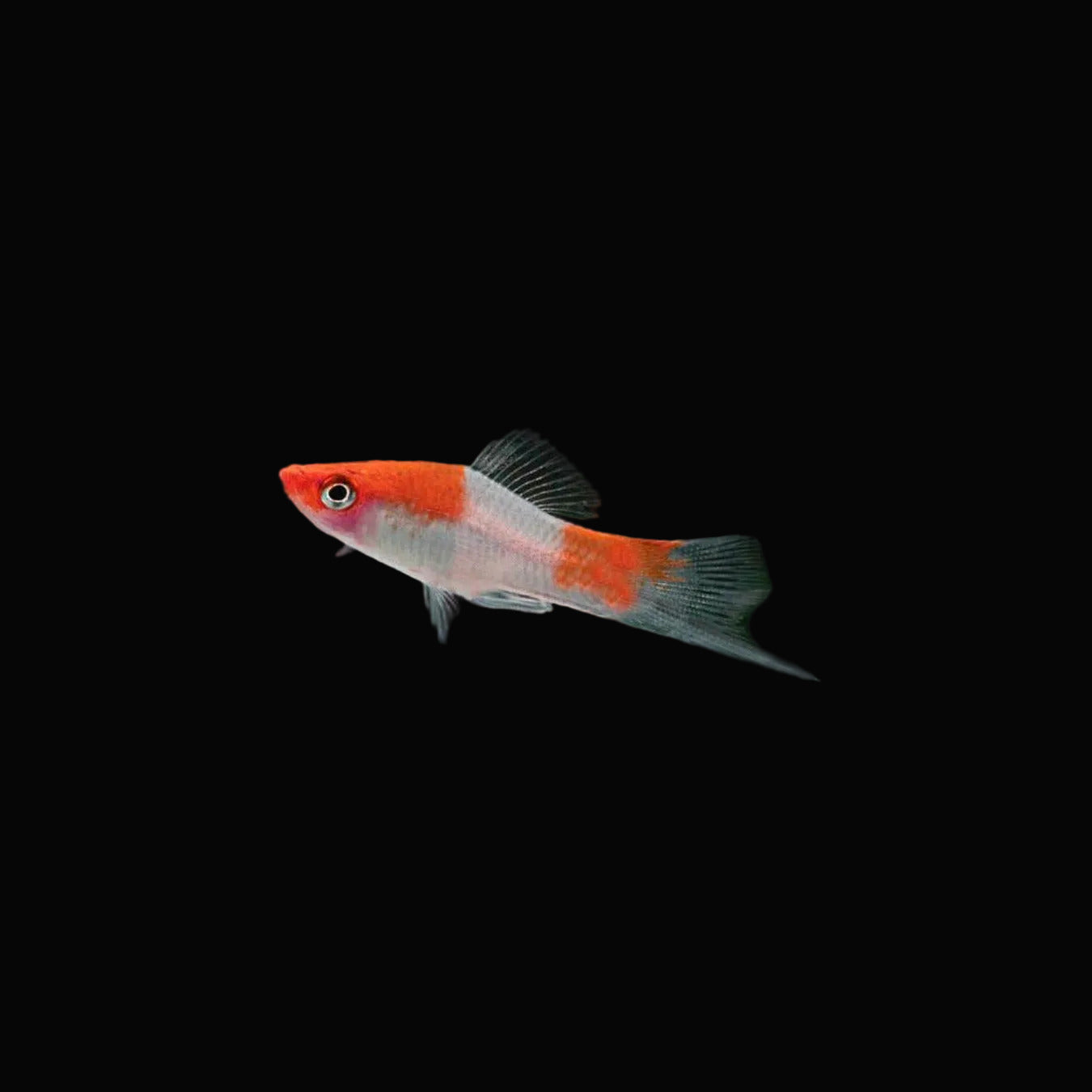 XL Santa Claus Swordtail