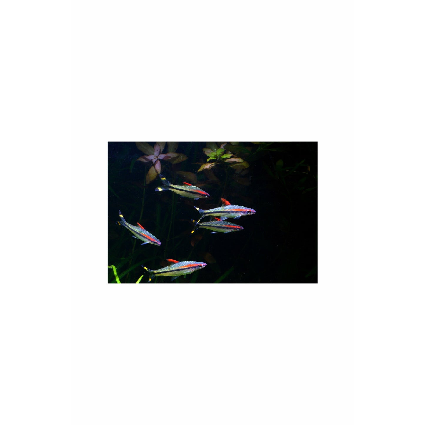 Sahayadria Denisoni Barb Small, 2"