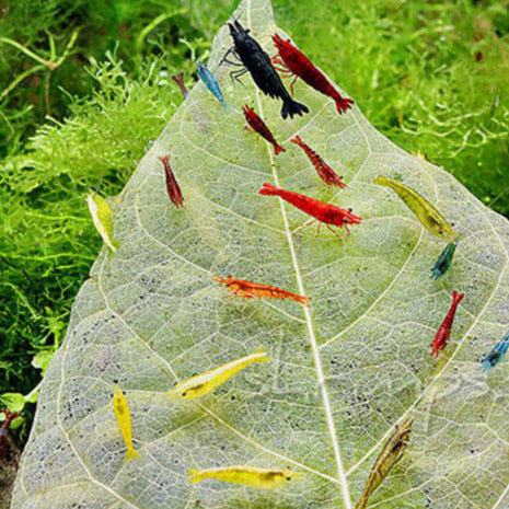 Shrimp Combo 4 - Fire Red, Aura Blue & Orange Shrimp