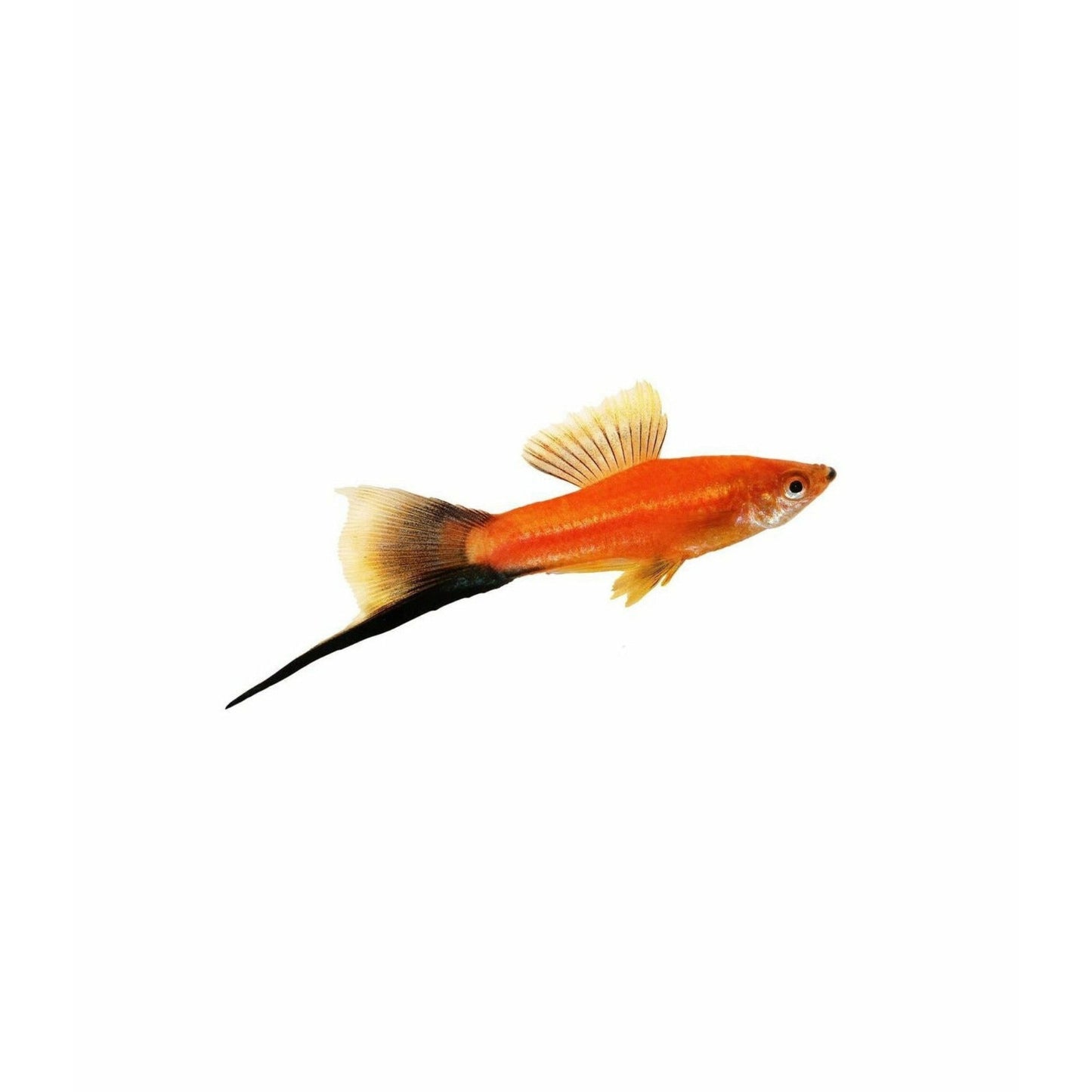 Mix Swordtail