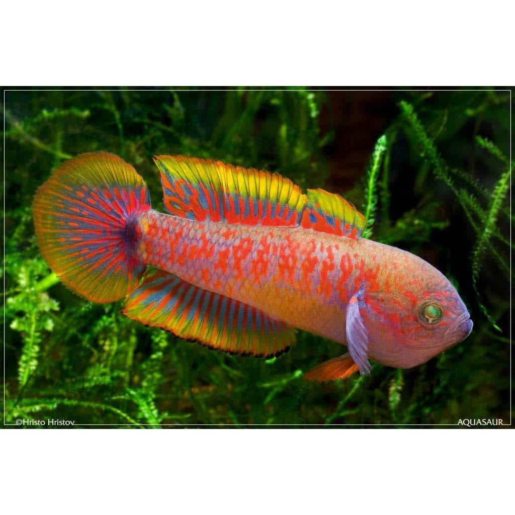 Peacock Gudgeon (Pair)