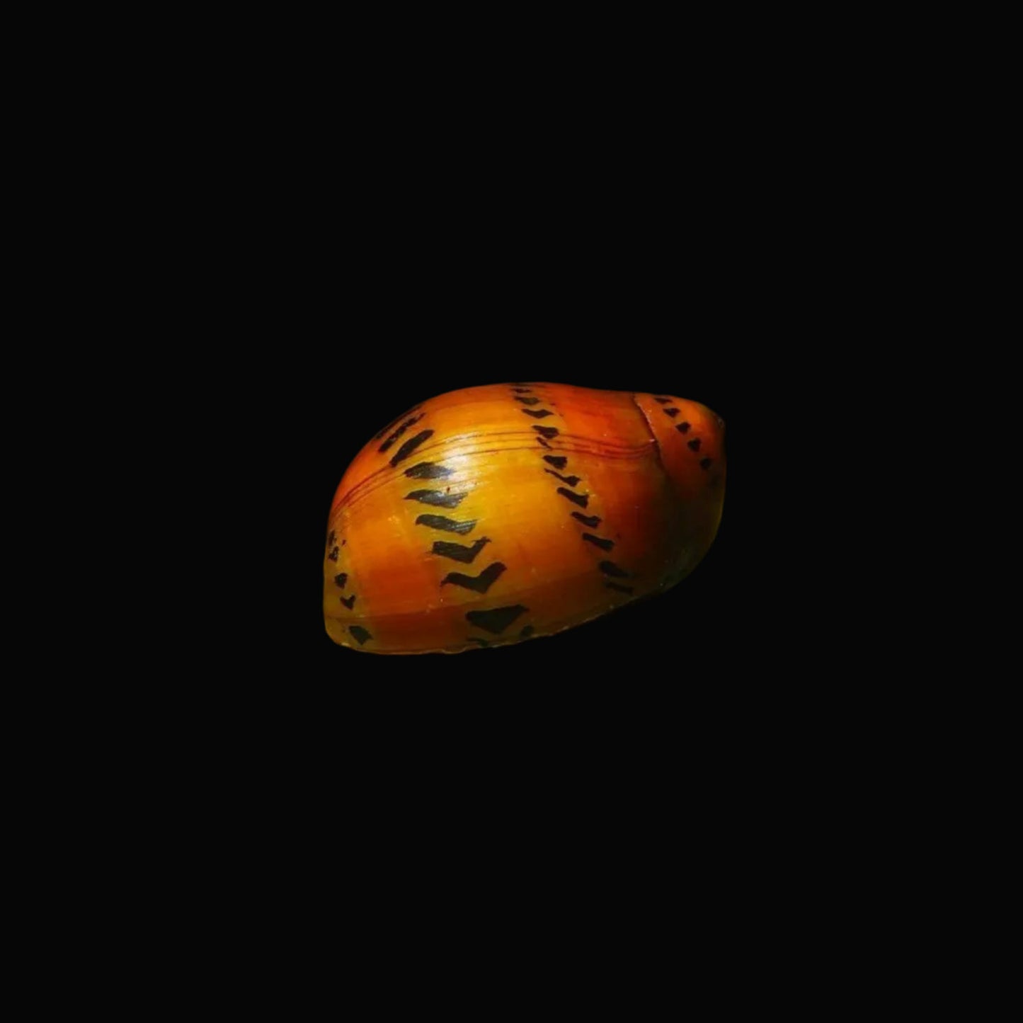 Spotted Nerite Snail / Tiger Nerite Snail