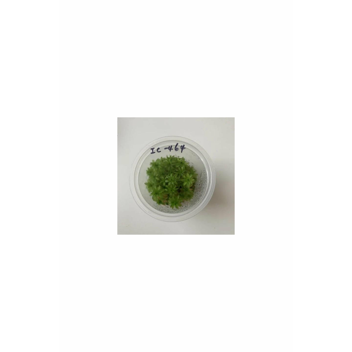TONINA FLUVIATILIS TC