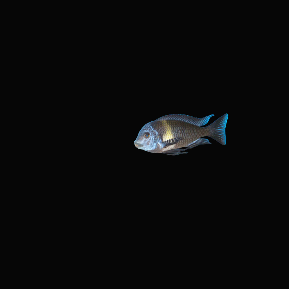 Tropheus duboisi