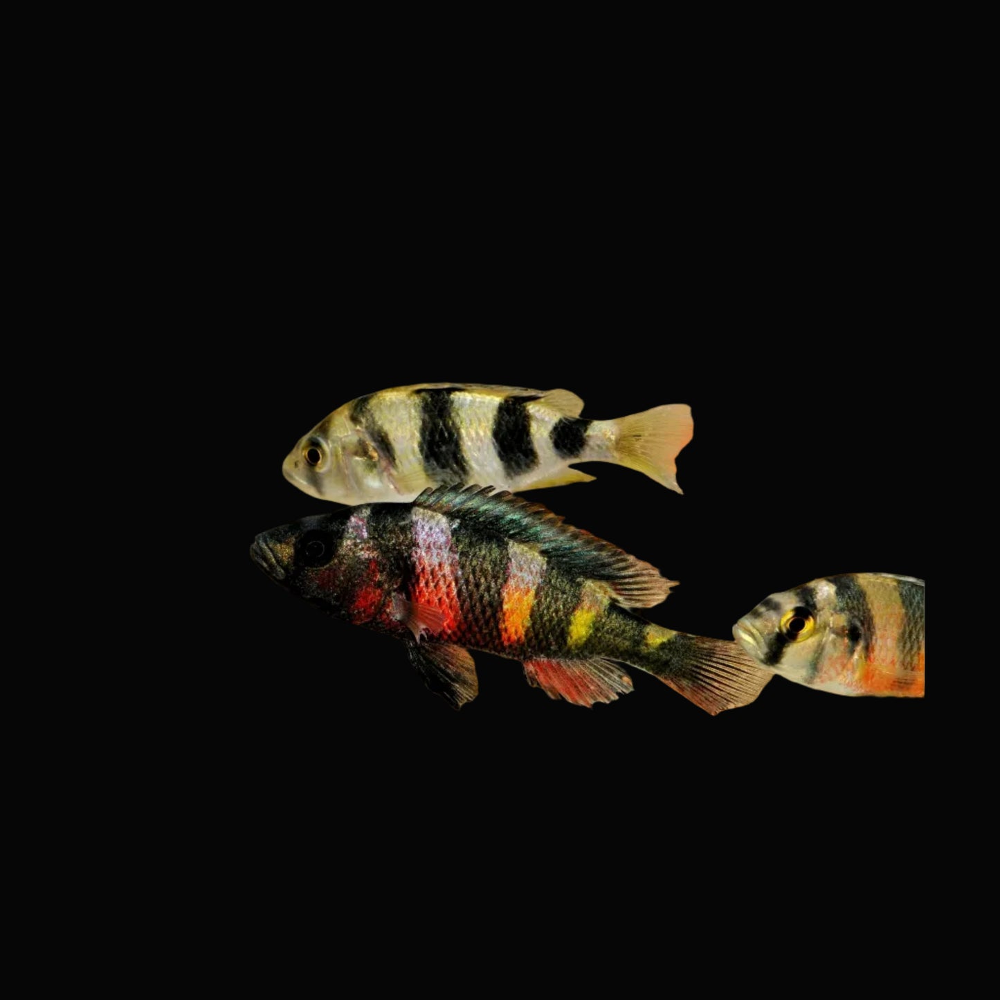Zebra Obliquidens Cichlid