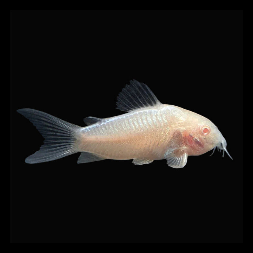 Albino Corydoras (Pair)