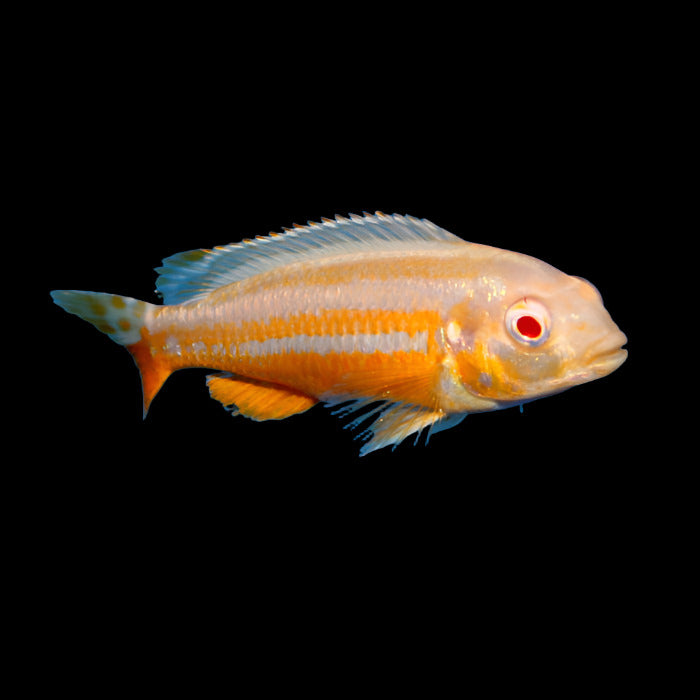 Albino Auratus 2inch (Pair)