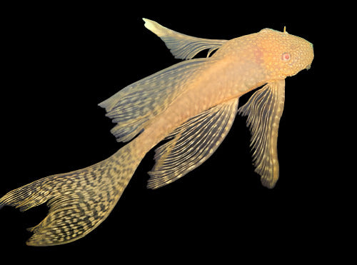 Albino Veil Tail Bristlenose 1.5-1.75inch