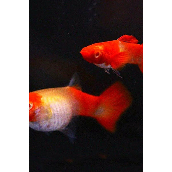 Albino Koi Guppy (Pairs) - Best4Pets
