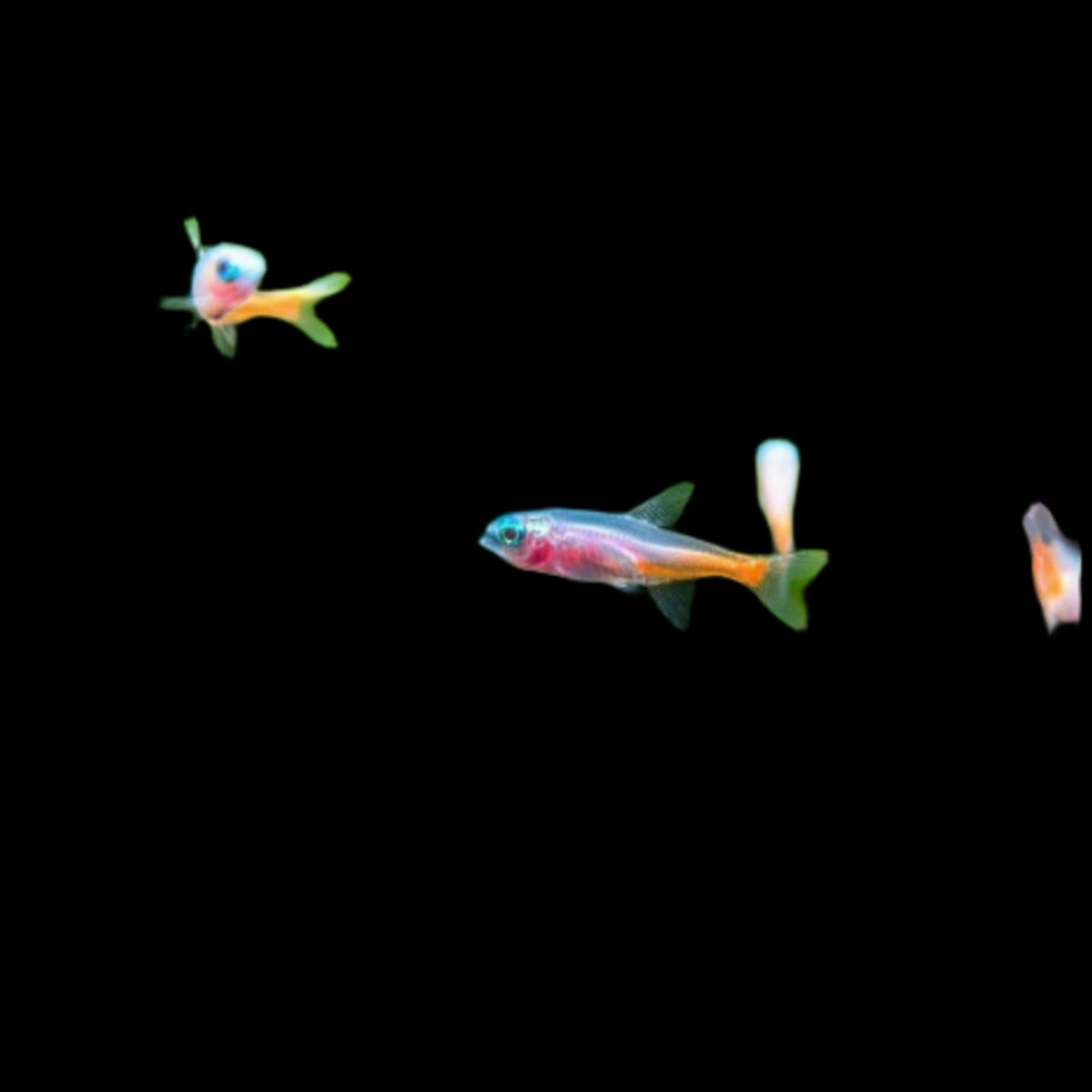Albino Neon Tetra Large