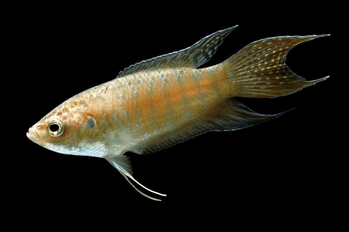Albino Paradise fish (Pair)