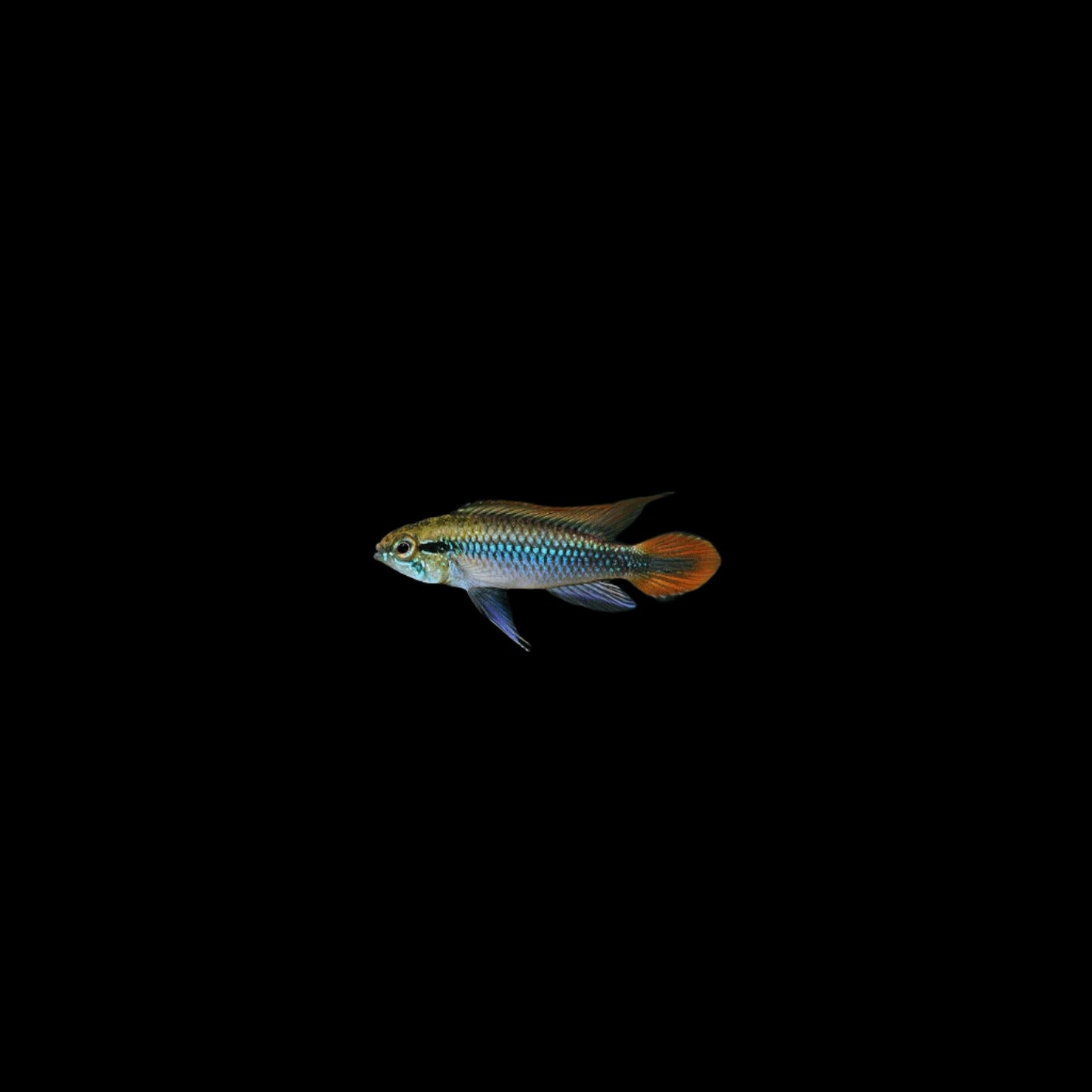 Apistogramma agassizi Double Red1.25"