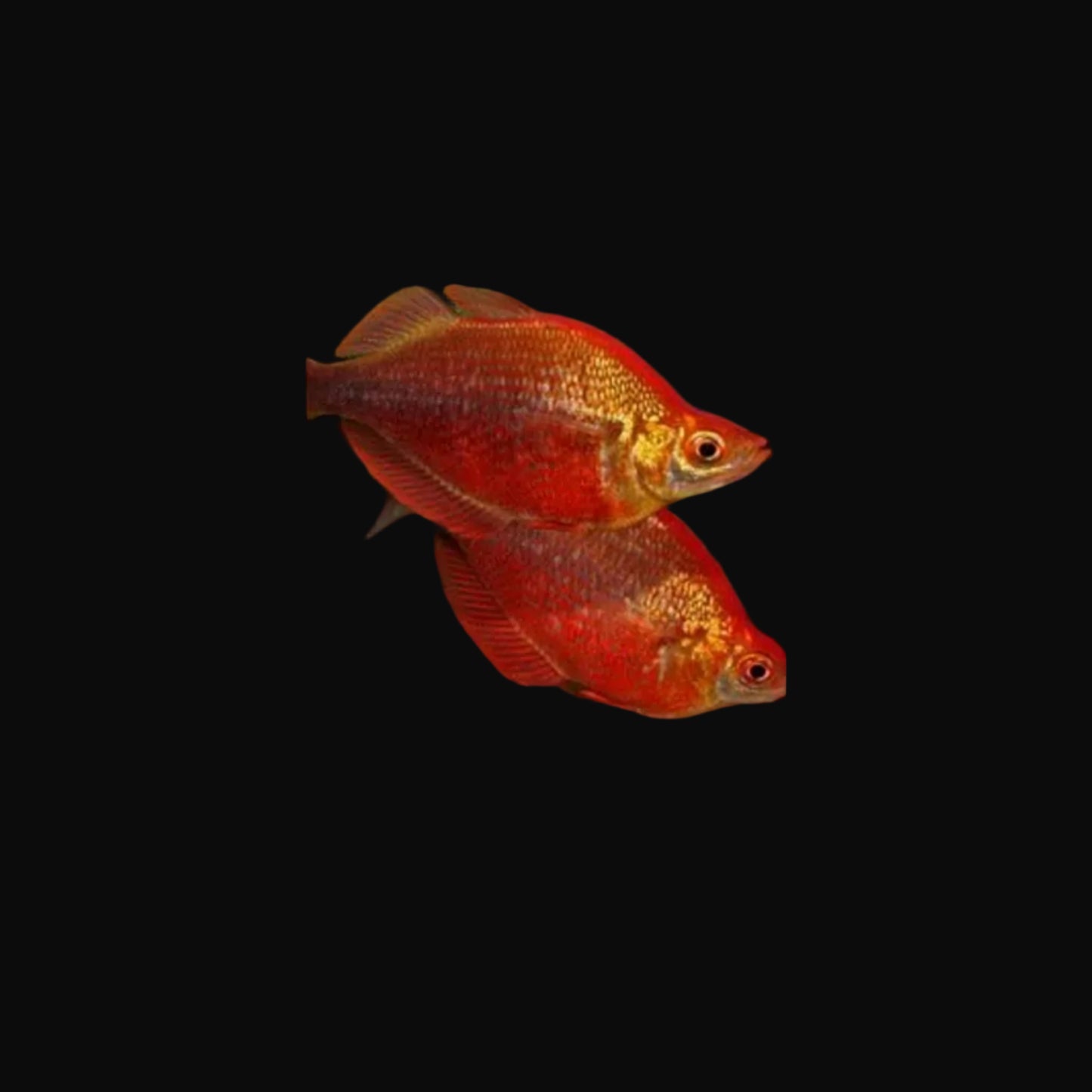 Red Rainbow