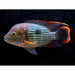 GREEN TERROR CICHLID ,4