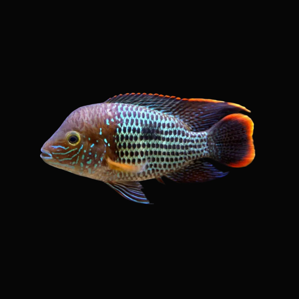 GREEN TERROR CICHLID ,4",A GRADE