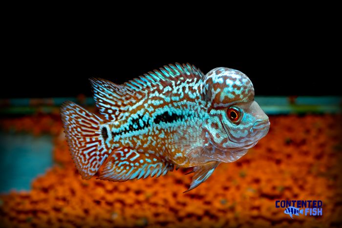 Baby Flowerhorn with Hump 4 Inch