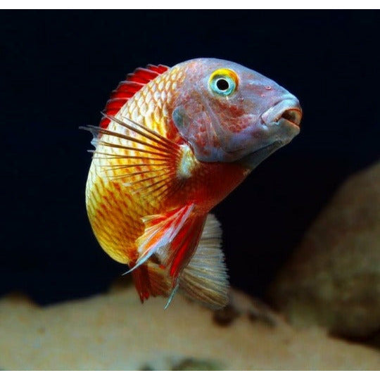 Tropheus Pink 2"