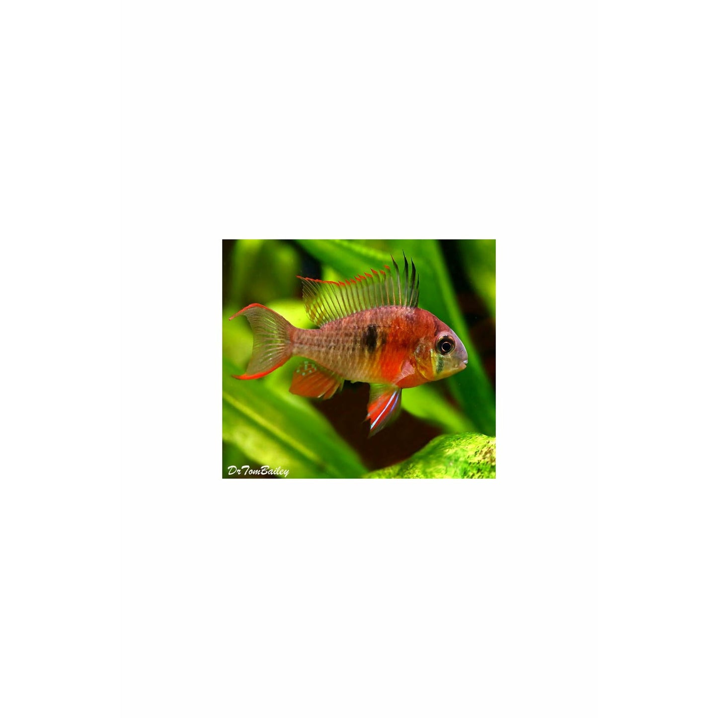 BOLIVIAN RAM CICHLID
