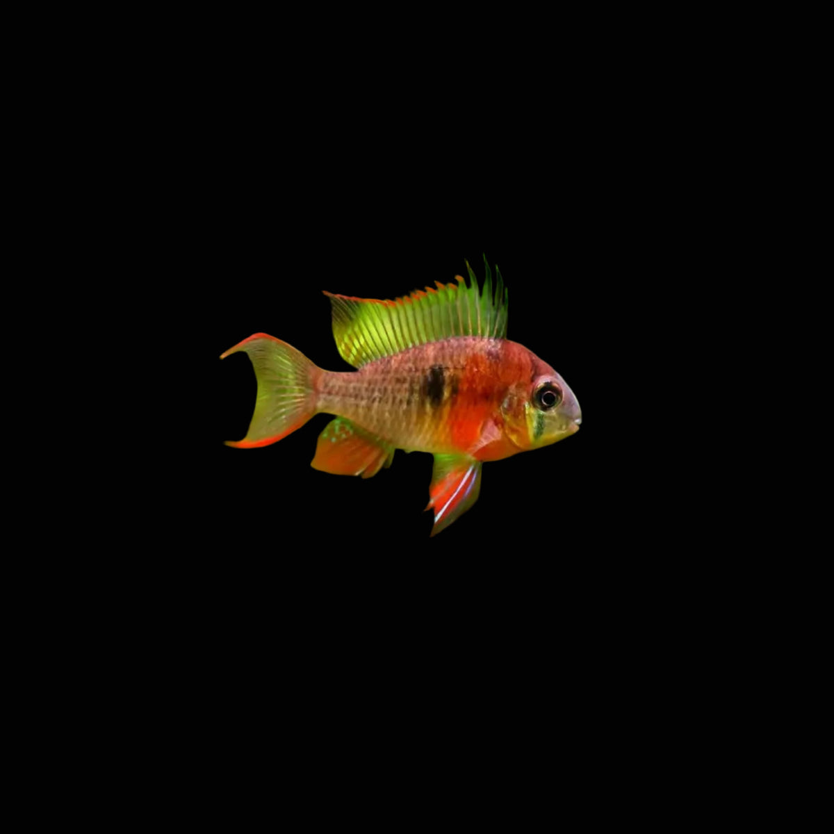 BOLIVIAN RAM CICHLID