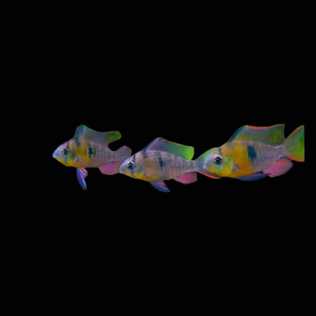 BOLIVIAN RAM CICHLID