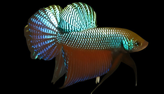 Betta Green Smaragdina (Pairs)