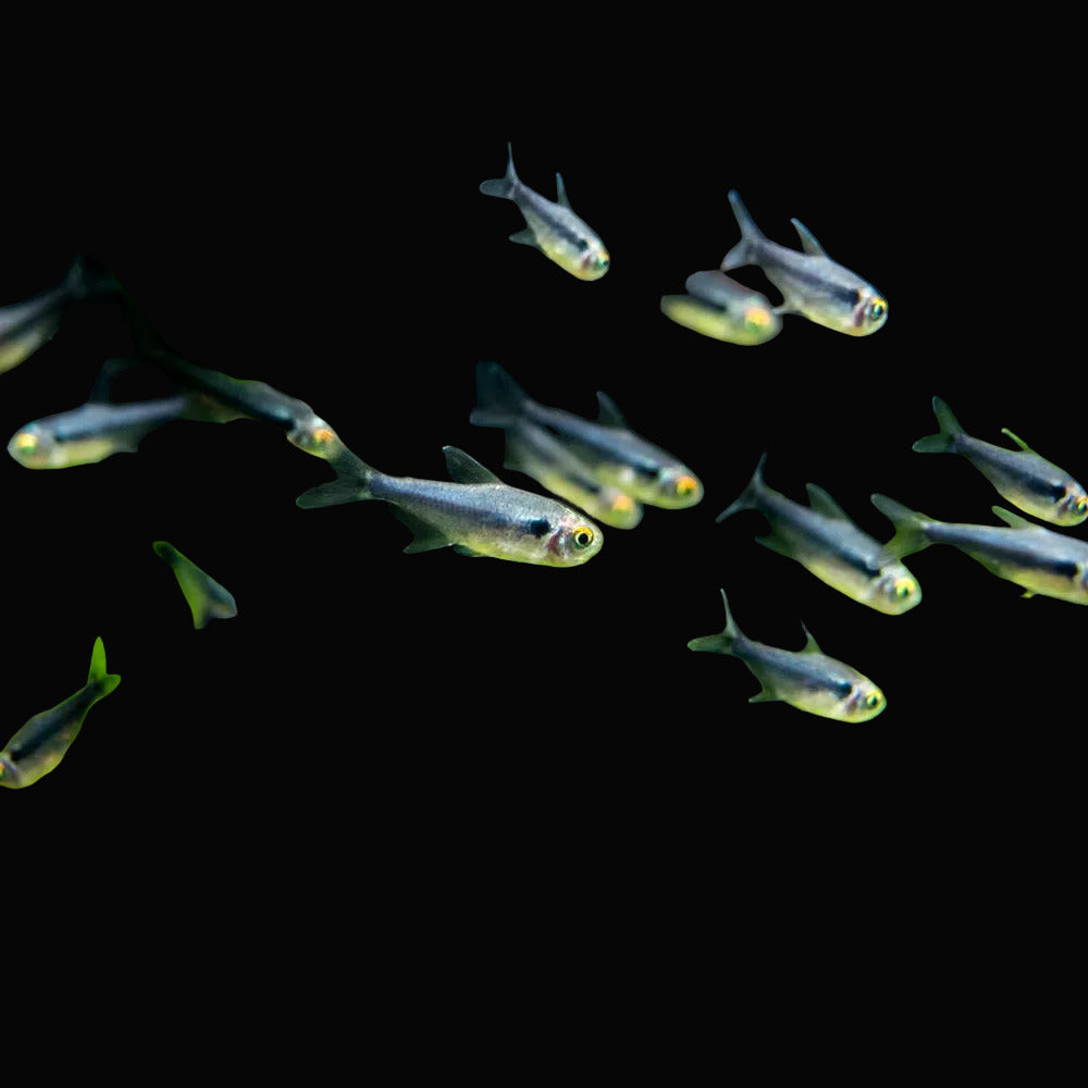 Diamond Black Neon Tetra (Pair)