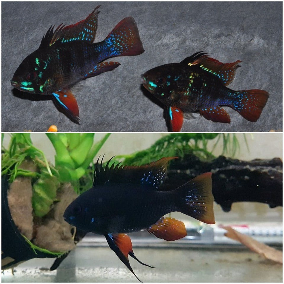 German Black Ram Cichlid (Pair)