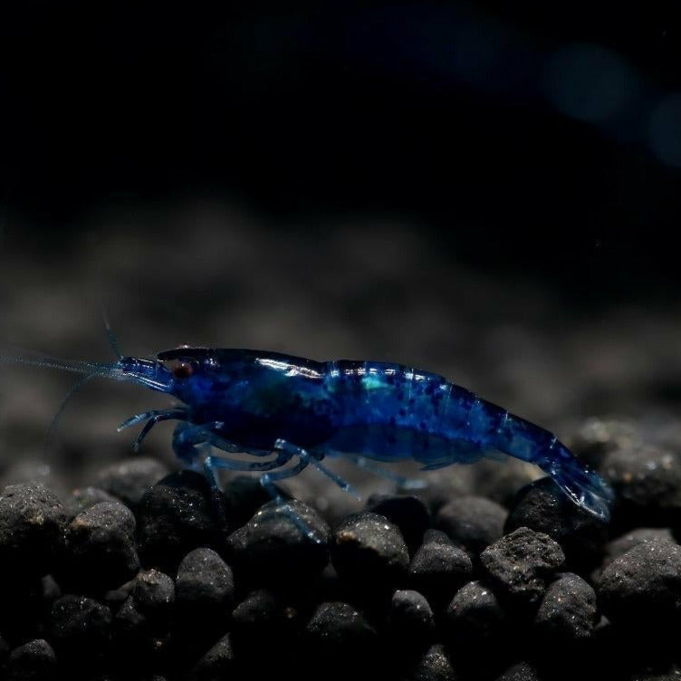 Aura Blue Shrimp