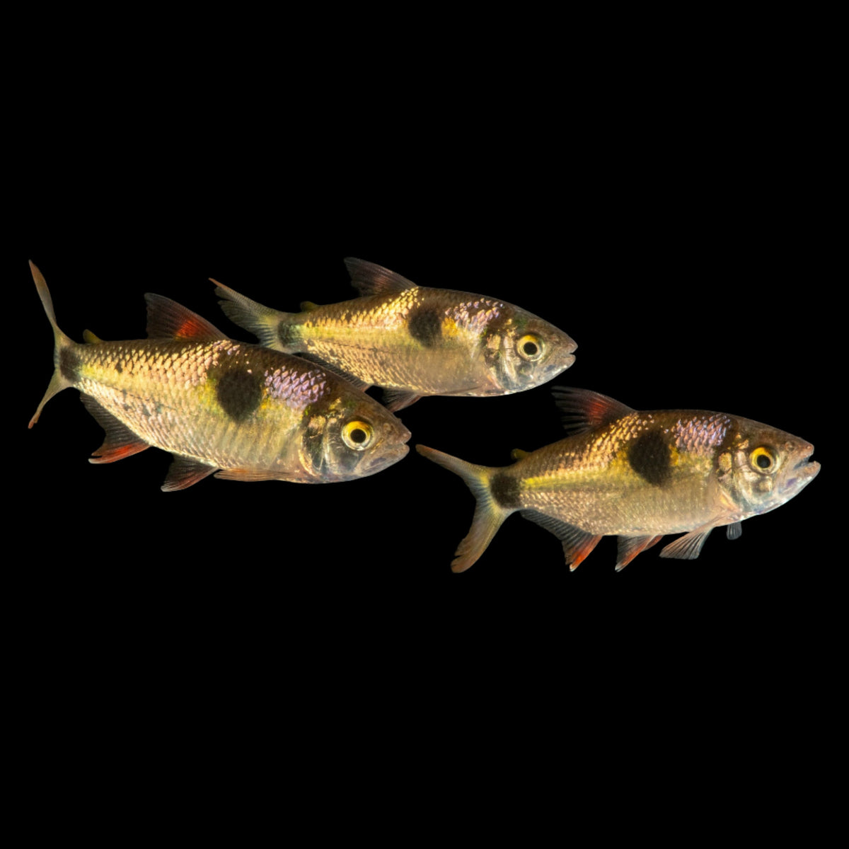 Bucktooth Tetra