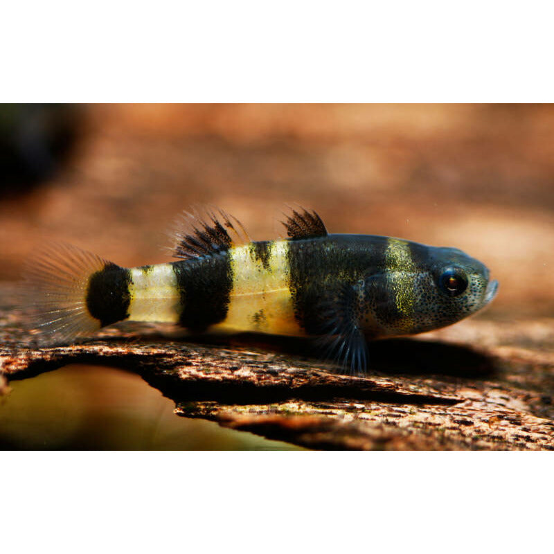 Bumble Bee Goby Freshwater