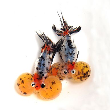 Calico Bubble Eye Goldfish 5"