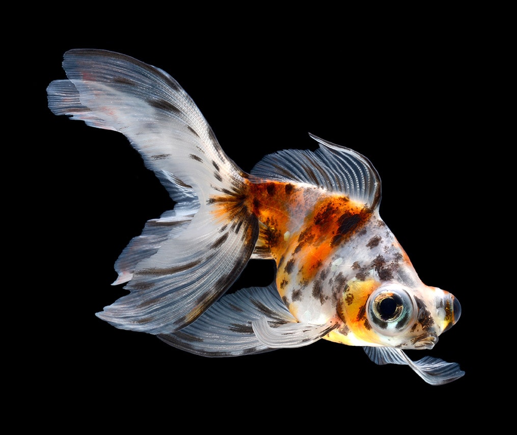 Calico Telescope Eye Goldfish 4" (Pair)