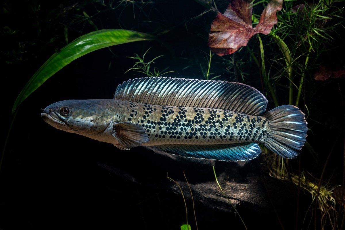 Channa stewartii 6"