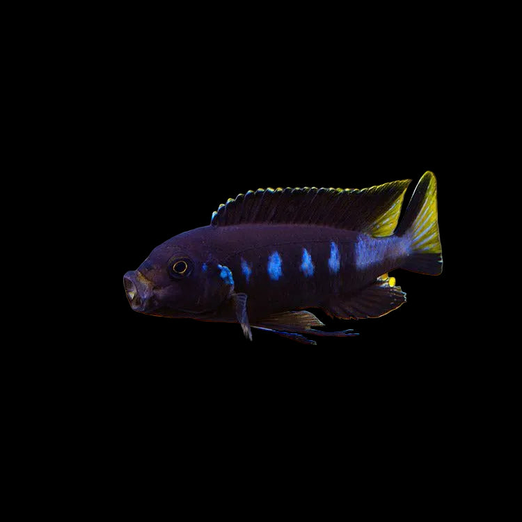 Yellow Tail Mbuna 2inch