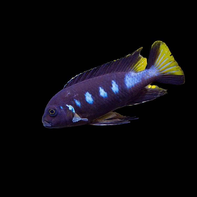 Yellow Tail Mbuna 2inch
