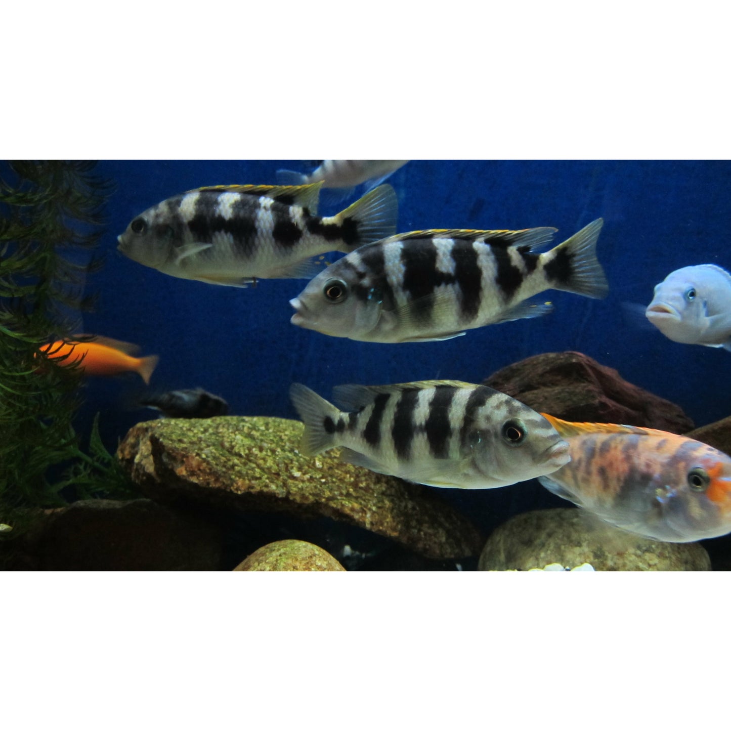 Thick Bar Chitimba (Petrotilapia sp.) 2"