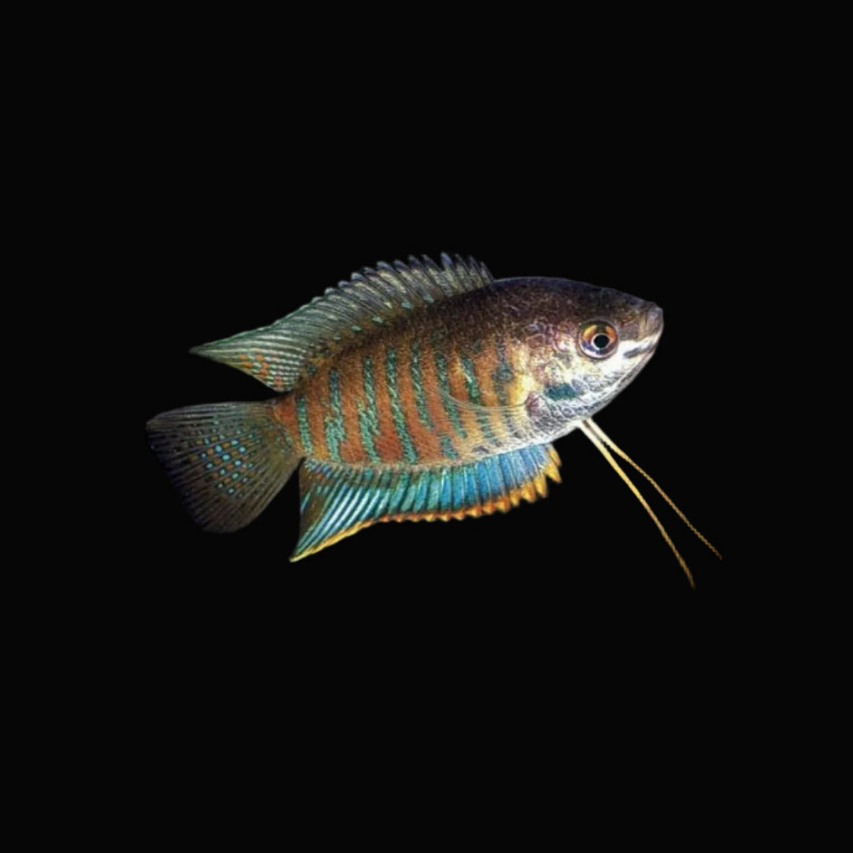 Banded Gourami, Trichogaster fasciata, Wild, 2-2.5"