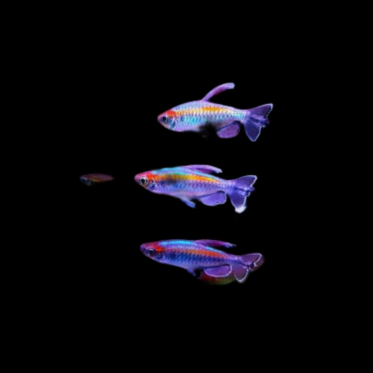 Congo Tetra 4cm