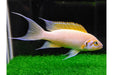 Daffodil Cichlid 1.5