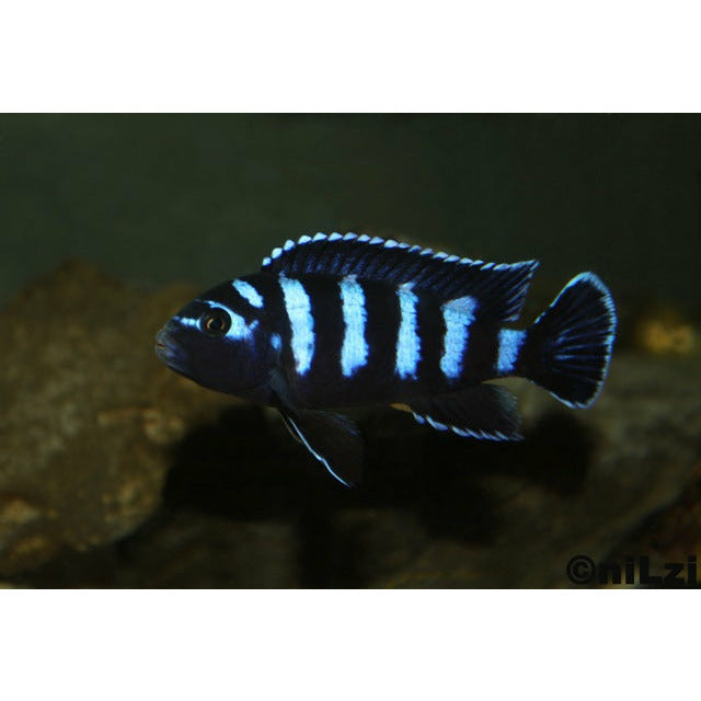 Demasoni Cichlid 1.75-2" - Best4Pets